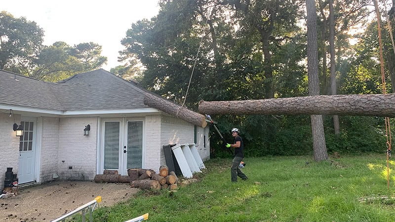 Emergency Tree Removal Service