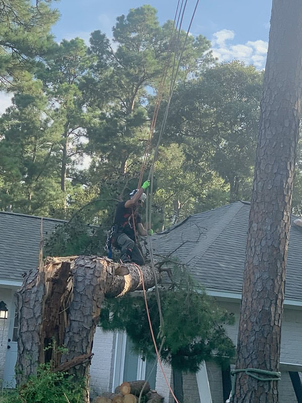 Emergency Tree Removal